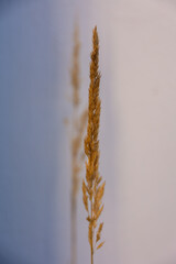 Vertical close up shot of wheat spike in a background of blurred another one of it.