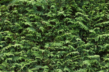 Evergreen garden hedge (leylandii), full frame texture, UK