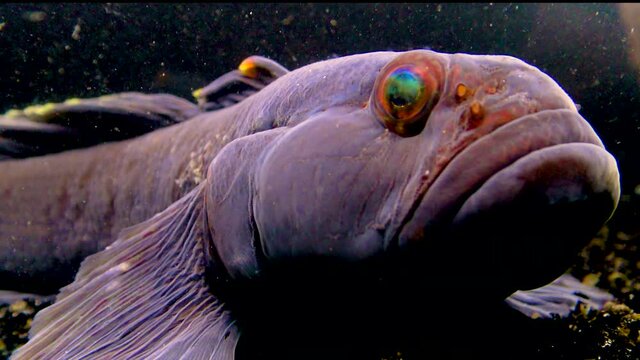The ratan goby (Ponticola (Neogobius) ratan) is a species of goby native to brackish and marine waters of the Black Sea