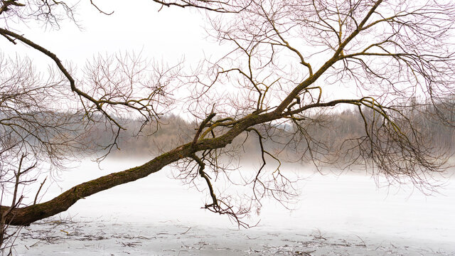 Silhouette of a tree without leaves on the background of a winter landscape. The beginning of spring on the shore of the lake. Thaw on the lake. The tree trunk bent over the frozen lake.