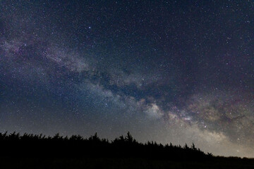 Obraz na płótnie Canvas Milky Way over Trees