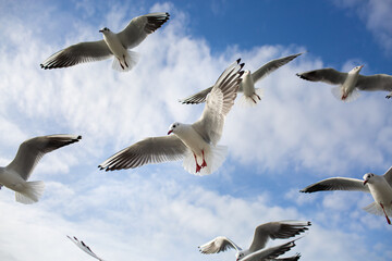A flock of seagulls soaring in the blue sky. Gulls flying high in cloudless sky