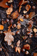 Background with fallen dry leaves and acorns in autumn. Vertical