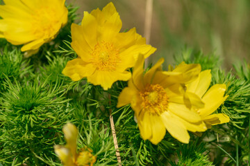 Yellow field spring flowers grow in the meadow. The name of the plant is Adonis vernalis. Blurred background