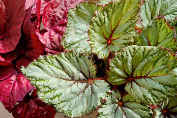 close-up of potted begonia flowers, asian tundra begonia and indian summer begonia view from above