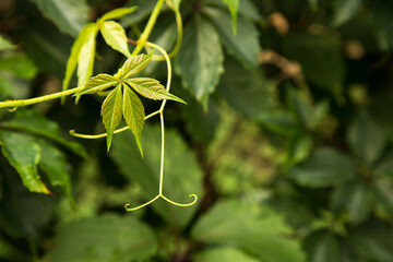 Green ivy leaves close up, copyspace. Fresh bright ivy leaf with sprout texture background, nature pattern