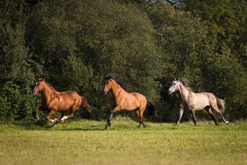 3Pferde auf der Weide