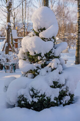 A young spruce covered with snow in winter in the village before Christmas. Close-up, selective focus.