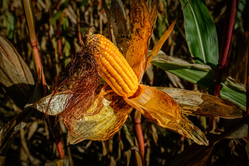 Beautiful autumn colors and warm sunlight on a corn cob in the field, ripe to be harvested
