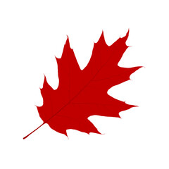 Red maple leaf, autumn cutout leaf on white background, isolated vector illustration