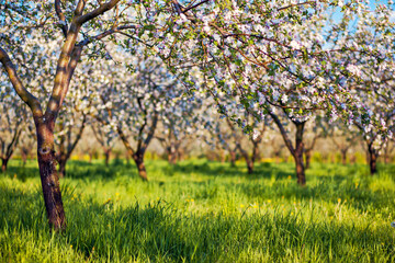 Naklejka premium apple tree