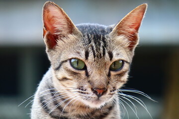 This cat is very elegant and always ready to be photographed