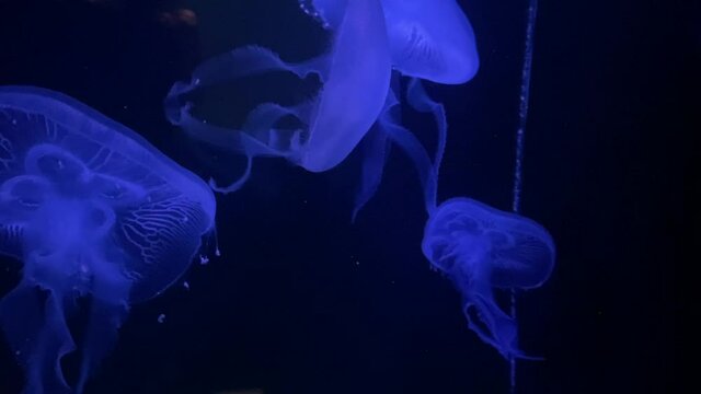Peaceful Jellyfish swimming around, illuminated blue. 4K
