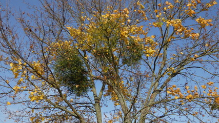 Herbstmotive im Wald, in der Natur, auf dem Feld, mit Vögeln, Ortschaften und Gebäuden, Blattwerk, Laub und viel Farbe.