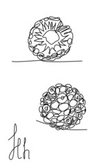 One line Hala fruit. Exotic fruits linear set. Closeup. Minimalistic simple illustration. Asian pandan