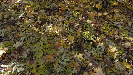 Herbstmotive im Wald, in der Natur, auf dem Feld, mit Vögeln, Ortschaften und Gebäuden, Blattwerk, Laub und viel Farbe.