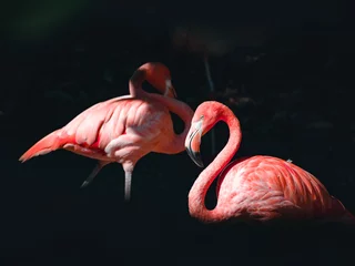 Gardinen a fantastic view on some lovely flamingos © andriy
