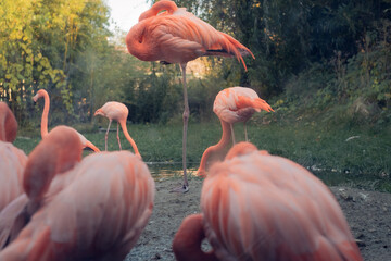 Group of pink flamingos sleeping on one leg