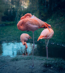 Group of pink flamingos sleeping on one leg