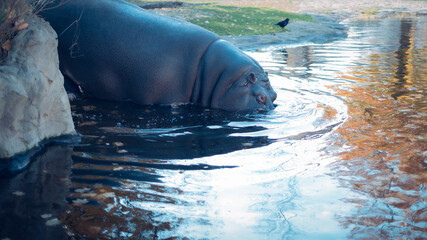 A new hippo in the lake water