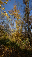 Herbstmotive im Wald, in der Natur, auf dem Feld, mit Vögeln, Ortschaften und Gebäuden, Blattwerk, Laub und viel Farbe.