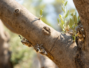 Cicada insect on a tree trunk in Greece