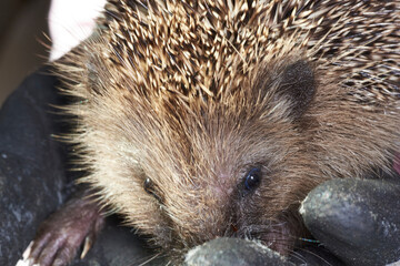 Igel Augen bei Tageslicht