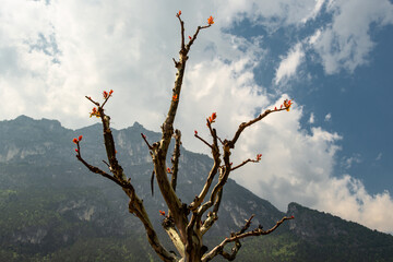A tree with buds on a background of a mountain in the clouds and sky