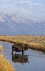 Cow Shiras Moose in Autumn in Wyoming
