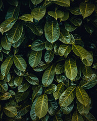 Fototapeta premium leaves