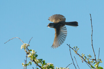 Common Whitethroat (Sylvia communis) in flight against a blue sky