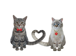 Two cats in love have twisted their tails in the shape of a heart. White background. Isolated.