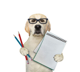 A dog labrador in glasses holds a blank notebook and pencils. White background. Isolated.