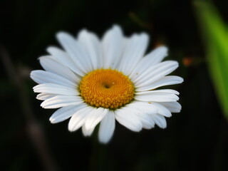 Fototapeta premium summer solstice is unthinkable without this flower