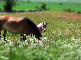 Horses, together with their mother, this foal is the most beautiful flower in this meadow