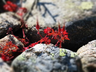 a blood-like flower is born between the stones
