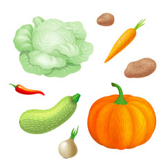 Set of vegetables in semi-realistic style. Cabbage, pumpkin, carrot, potato, onion, chili pepper and zucchini. Vector illustration, isolated on white background
