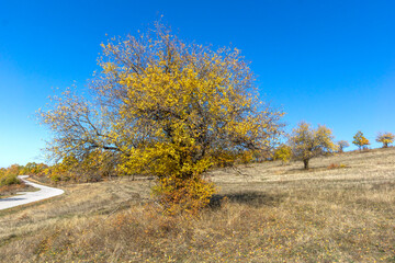 Fototapeta premium Autumn landscape of Cherna Gora (Monte Negro) mountain, Bulgaria