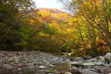 西丹沢西沢沿いの東海自然歩道の風景