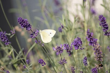 Schmetterling im Lavendel