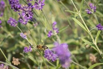 Biene und Lavendel