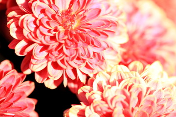 red chrysanthemum flower