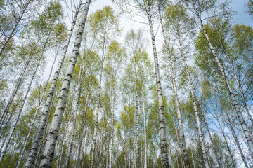 Young birch forest in spring.