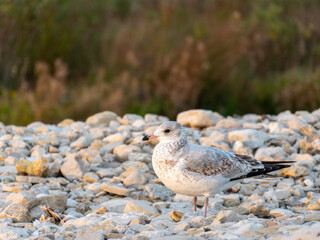Isolated Seagull on the Beach