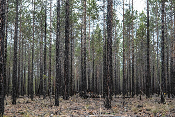 Obraz premium Taiga forest, Olkhon island, Siberia
