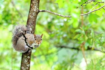 squirrel in tree
