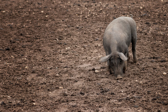 Cerdo ib&eacute;rico criado con bellota en la dehesa de Extremadura en una piara de guarros de pata negra rodeados de encinas.