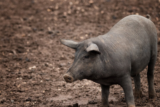 Cerdo ib&eacute;rico criado con bellota en la dehesa de Extremadura en una piara de guarros de pata negra rodeados de encinas.