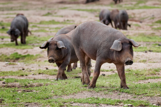 Cerdo ib&eacute;rico criado con bellota en la dehesa de Extremadura en una piara de guarros de pata negra rodeados de encinas.