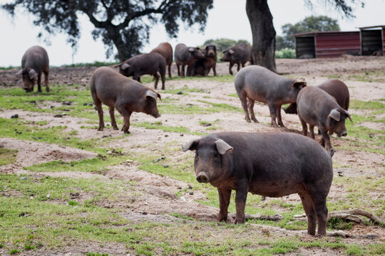 Cerdo ib&eacute;rico criado con bellota en la dehesa de Extremadura en una piara de guarros de pata negra rodeados de encinas.